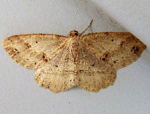 6621 Melanolophia signataria, Signate Melanolophia Moth