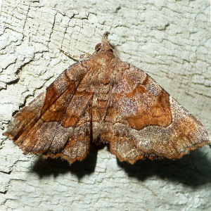 6828 Metarranthis homuraria, Purplish Metarranthis Moth