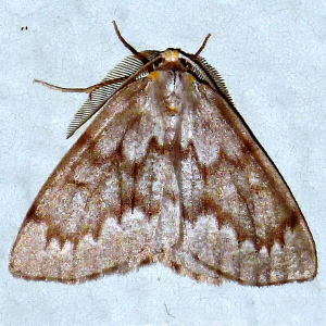 6906 Nepytia canosaria, False Hemlock Looper Moth
