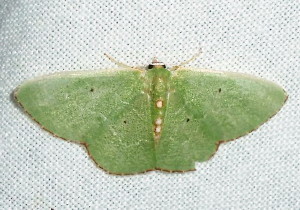 7029 Nemoria elfa, Cypress Emerald Moth