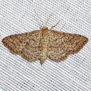 7094 Lobocleta ossularia, Drab Brown Wave Moth