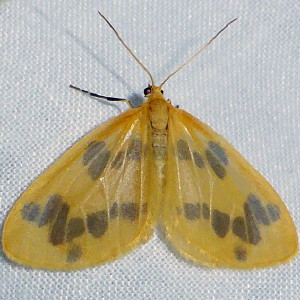 7440 Eubaphe mendica, Beggar Moth