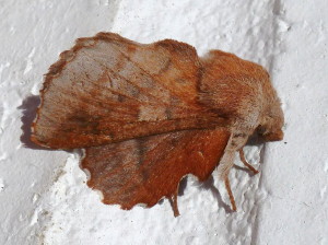 Phyllodesma americana, American Lappet Moth, Hodges #7687