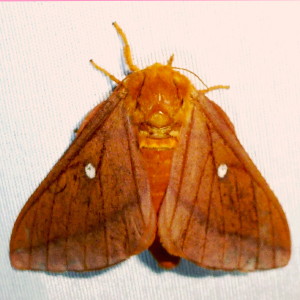 7719 Anisota senatoria, Orange-striped Oakworm Moth