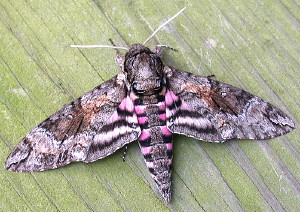 Agrius cingulata, Pink-spotted Hawk Moth, Hodges #7771