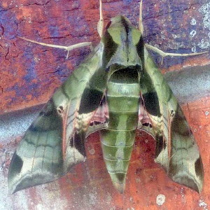 7859 Eumorpha pandorus, Pandorus Sphinx Moth