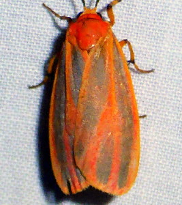 8089 Hypoprepia miniata, Scarlet-winged Lichen Moth