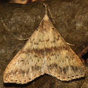 8386 Renia adspergillus, Speckled Renia Moth