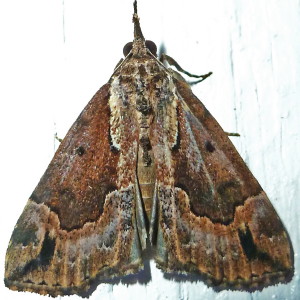 8442 Hypena baltimoralis, Baltimore Bomolocha Moth