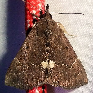8443 Hypena bijugalis, Dimorphic Bomolocha Moth