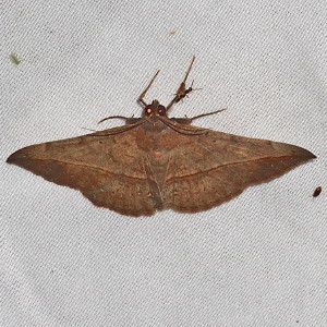 8573 Metallata absumens, Variable Metallata Moth