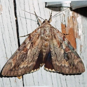 8787 Catocala agrippina, Agrippina Underwing Moth