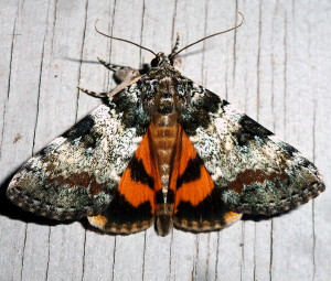8877 Catocala connubialis, Connubial Underwing Moth