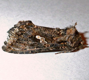 8887 Trichoplusia ni, Cabbage Looper Moth