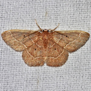 9025 Oruza albocostaliata, White Edge Moth