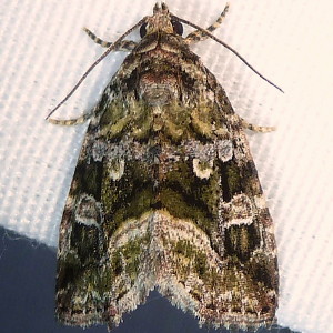 9047 Protodeltote muscosula, Large Mossy Lithacodia Moth