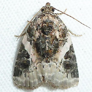 9053 Pseudeustrotia carneola, Pink-barred Lithacodia Moth