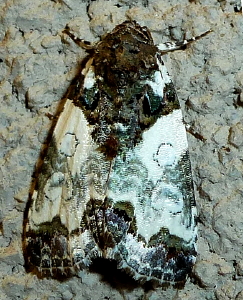 9062 Cerma cerintha, Tufted Bird-dropping Moth 