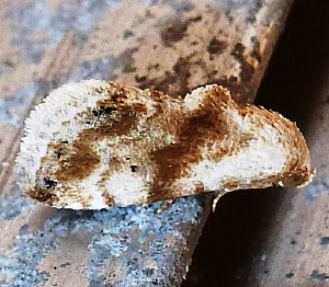 9076 Eublemma minima, Everlasting Bud Moth