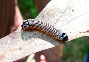 9618 Phosphila turbulenta, Turbulent Phosphila Caterpillar