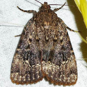 8447 Hypena madefactalis, Gray-edged Bomolocha Moth