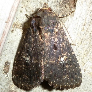 9696 Condica vecors, Dusky Groundling Moth