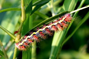 9272 Acronicta oblinita, Smartweed Caterpillar