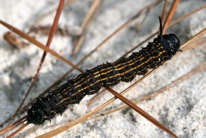 7719 Anisota senatoria Orange-striped Oakworm Moth