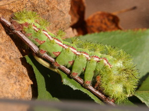 7746 Automeris io Io Moth Caterpillar