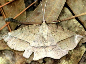 6705 Erastria cruentaria Thin-Lined Erastria Moth