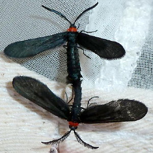 4624 Harrisina americana, Grapeleaf Skeletonizer Moth 