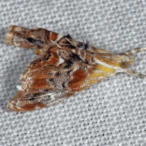4889 Dicymolomia julianalis, Julia's Dicymolomia Moth