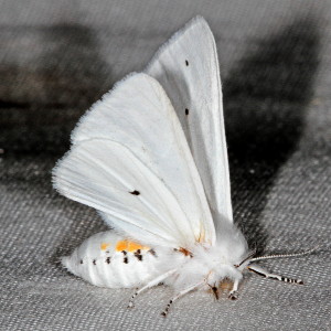 8137 Spilosoma virginica, Virginian Tiger Moth