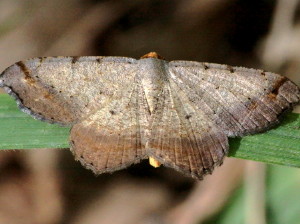 6336 Macaria distribuaria Southern Chocolate Angle Moth