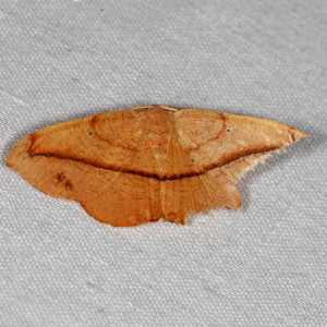 6974 Patalene olyzonaria, Juniper Geometer Moth