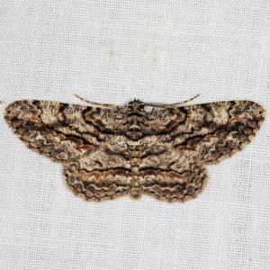 6590 Anavitrinella pampinaria, Common Gray Moth