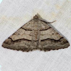6362 Digrammia continuata, Curve-lined Angle Moth