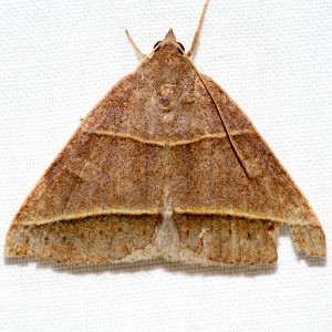 8750 Ptichodis herbarum, Common Ptichodis Moth