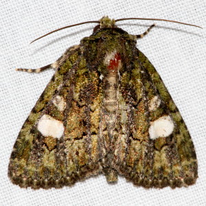 9619 Phosphila miselioides, Spotted Phosphila Moth