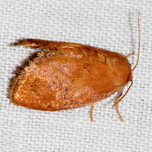 4653 Tortricidia pallida, Red-crossed Button Slug Moth