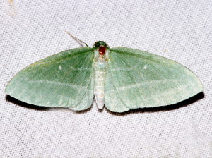 7648 Dyspteris abortivaria, Badwing Moth