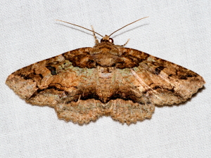 8697 Zale minerea, Colorful Zale Moth