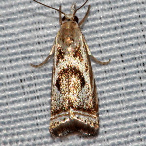 5420 Microcrambus elegans, Elegant Grass-veneer Moth