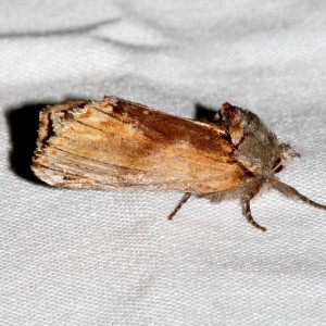 8010 Schizura concinna, Red-humped Caterpillar Moth