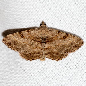 6405 Digrammia gnophosaria, Hollow-spotted Angle Moth