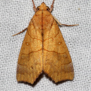 8545 Anomis erosa, Yellow Scallop Moth