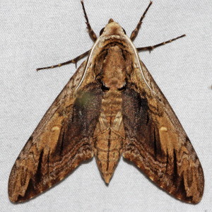7786 Ceratomia amyntor, Elm Sphinx Moth