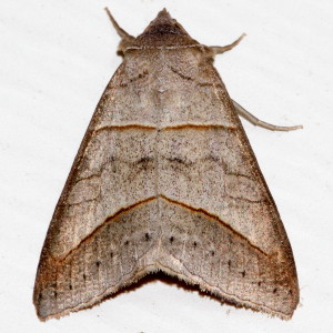 8745 Mocis texana, Texas Mocis Moth