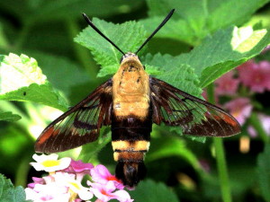 Hemaris diffinis, Snowberry Clearwing Sphinx Moth