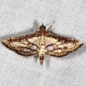 5288 Marasmia trapezalis, Trapeze Moth